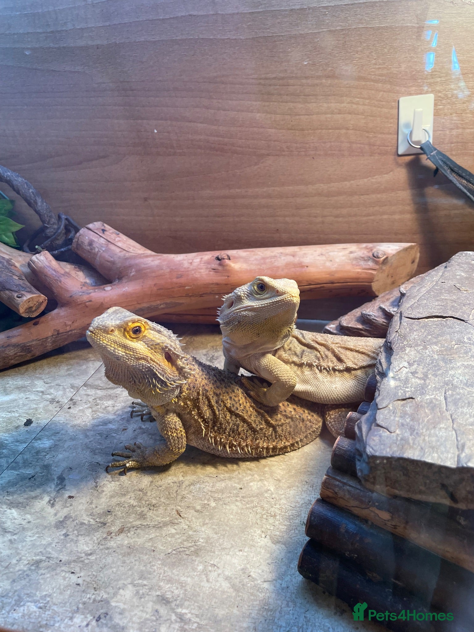 Bearded Dragon reptiles Forever home needed for my girls  - Advert 1