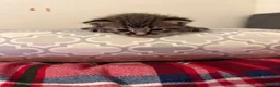 British Shorthair cats for sale: Beautiful British shorthaired kittens available in Shrewsbury - Advert 5