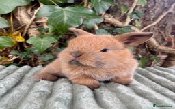 Mini Lop rabbits for sale: Mini Lop Baby Buns 🌸 TWO REMAINING! - Image 4