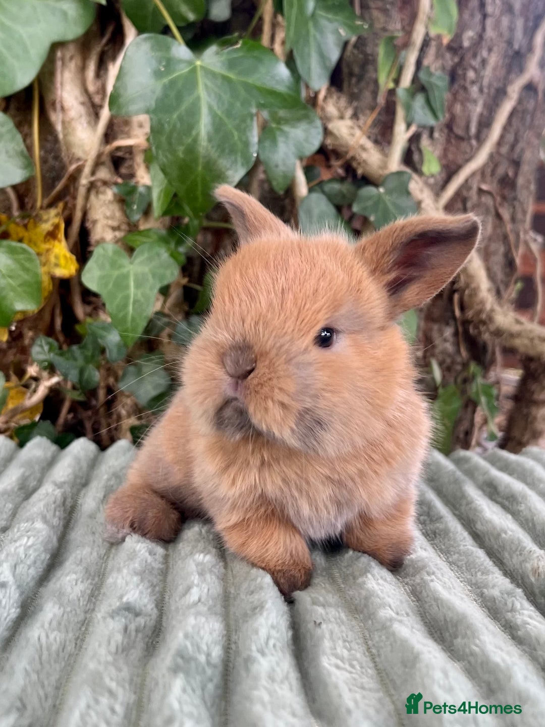 Mini Lop rabbits for sale: Mini Lop Baby Buns 🌸 TWO REMAINING! - Image 4