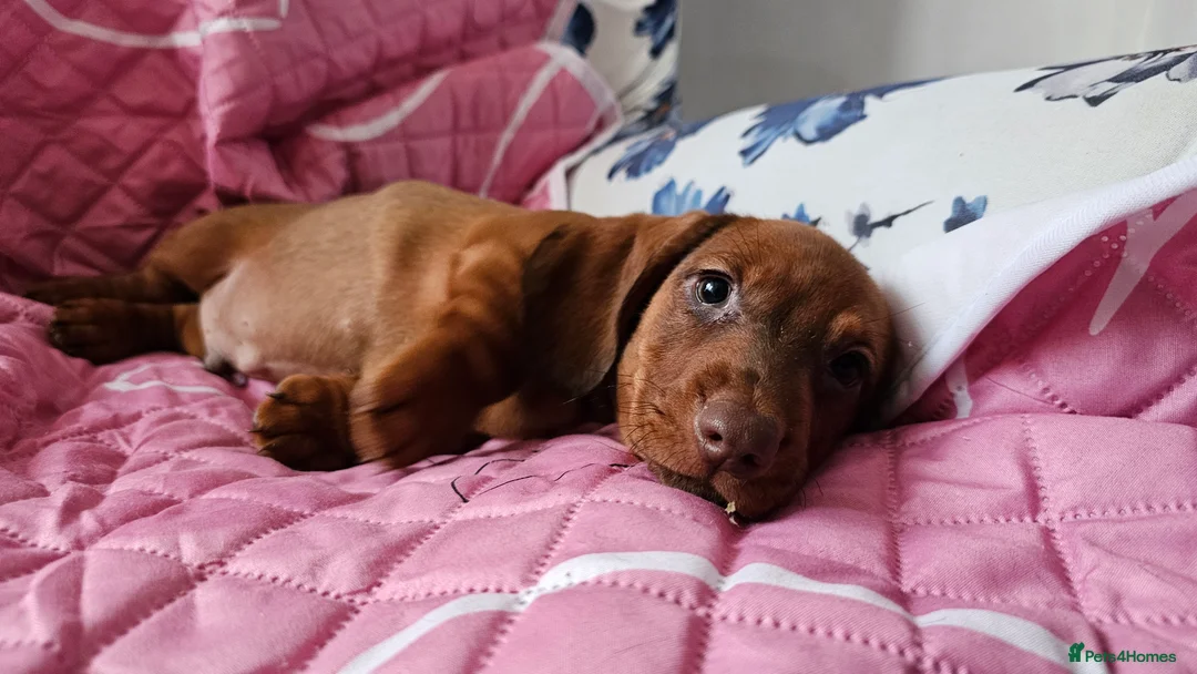 Dachshund dogs for sale: Ready Now ! KC Standard Dachshund puppies!  - Advert 7