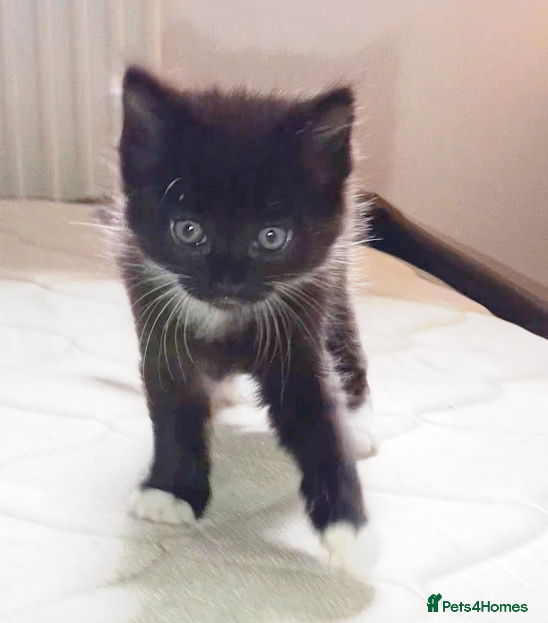 Mixed Breed cats for sale: Four female kittens ready for a new home   in Aylesbury - Advert 6