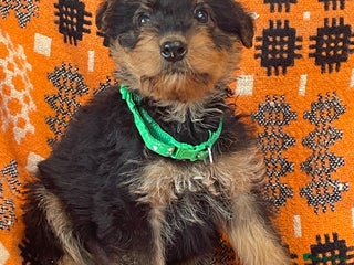 Airedale Terrier dogs Kc Airedale Terrier - Advert 1