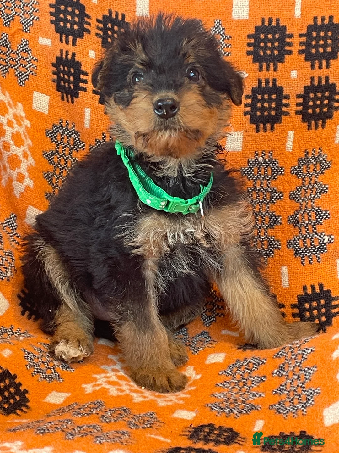 Airedale Terrier dogs for sale: Kc Airedale Terrier  - Advert 14