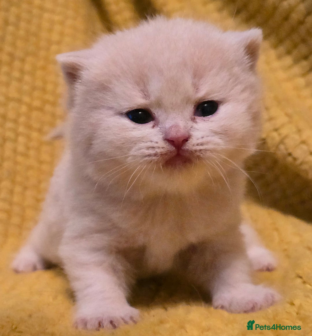 British Shorthair cats for sale: TICA registered British shorthair kittens - Advert 33