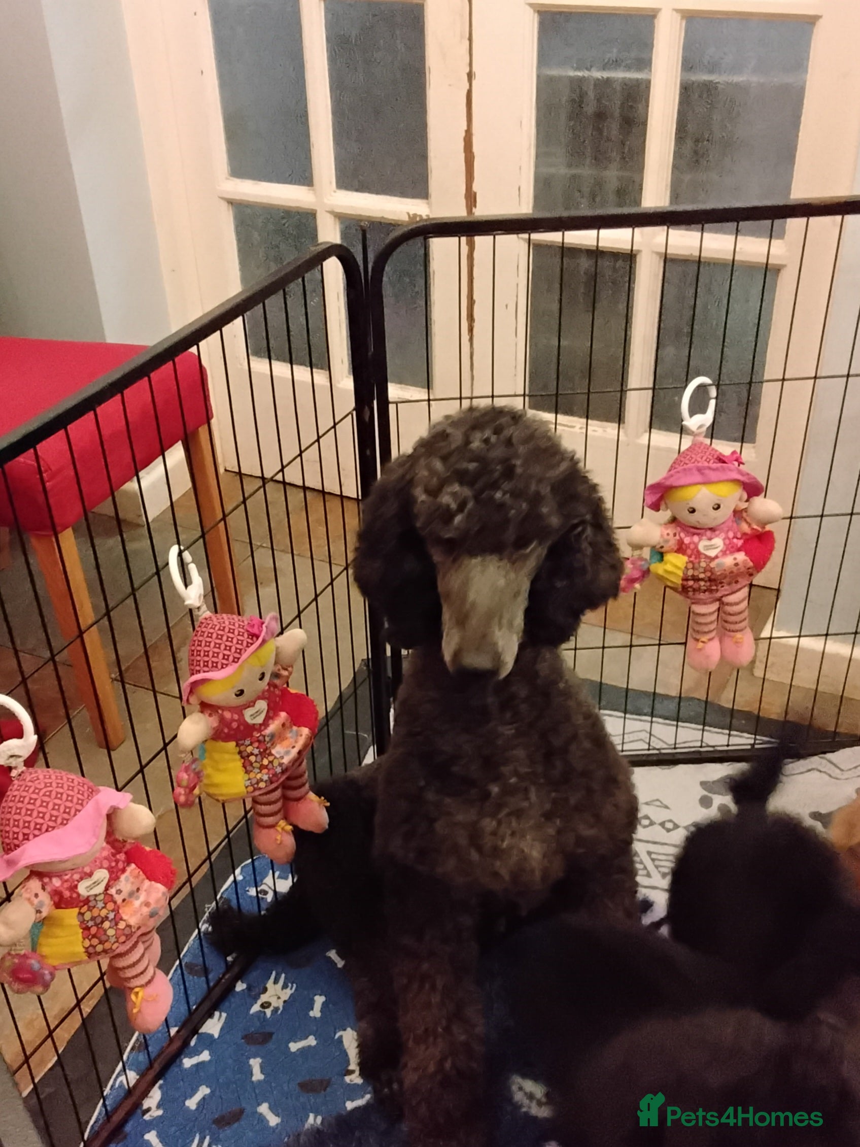 Standard Poodle dogs Beautiful black kc reg standard poodle puppies - Advert 13