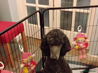 Standard Poodle dogs Beautiful black kc reg standard poodle puppies - Advert 15