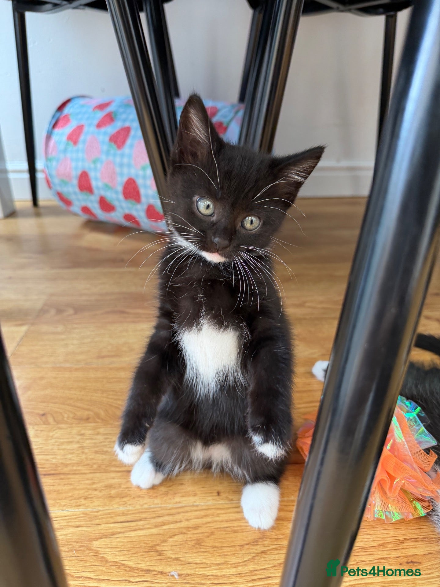 Mixed Breed cats Beautiful black & white kittens for sale  - Advert 1