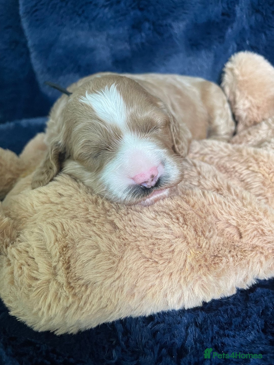 Cockapoo dogs for sale: Adorable cockapoo puppies for sale - Advert 14