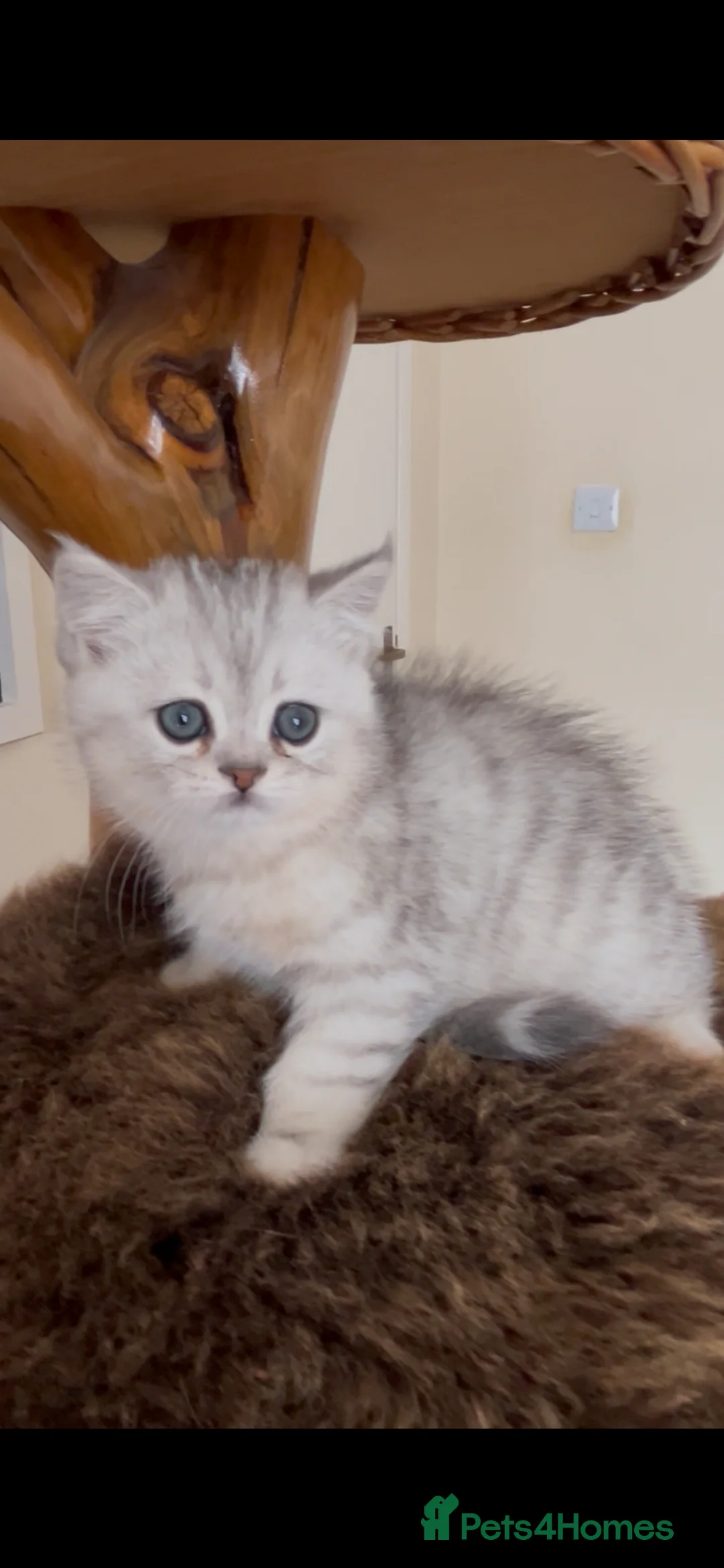 Munchkin cats for sale: Beautiful Fur Babies 🤗 - Advert 2