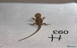 Bearded Dragon reptiles for sale: Various Baby Bearded Dragons For Sale - Advert 16