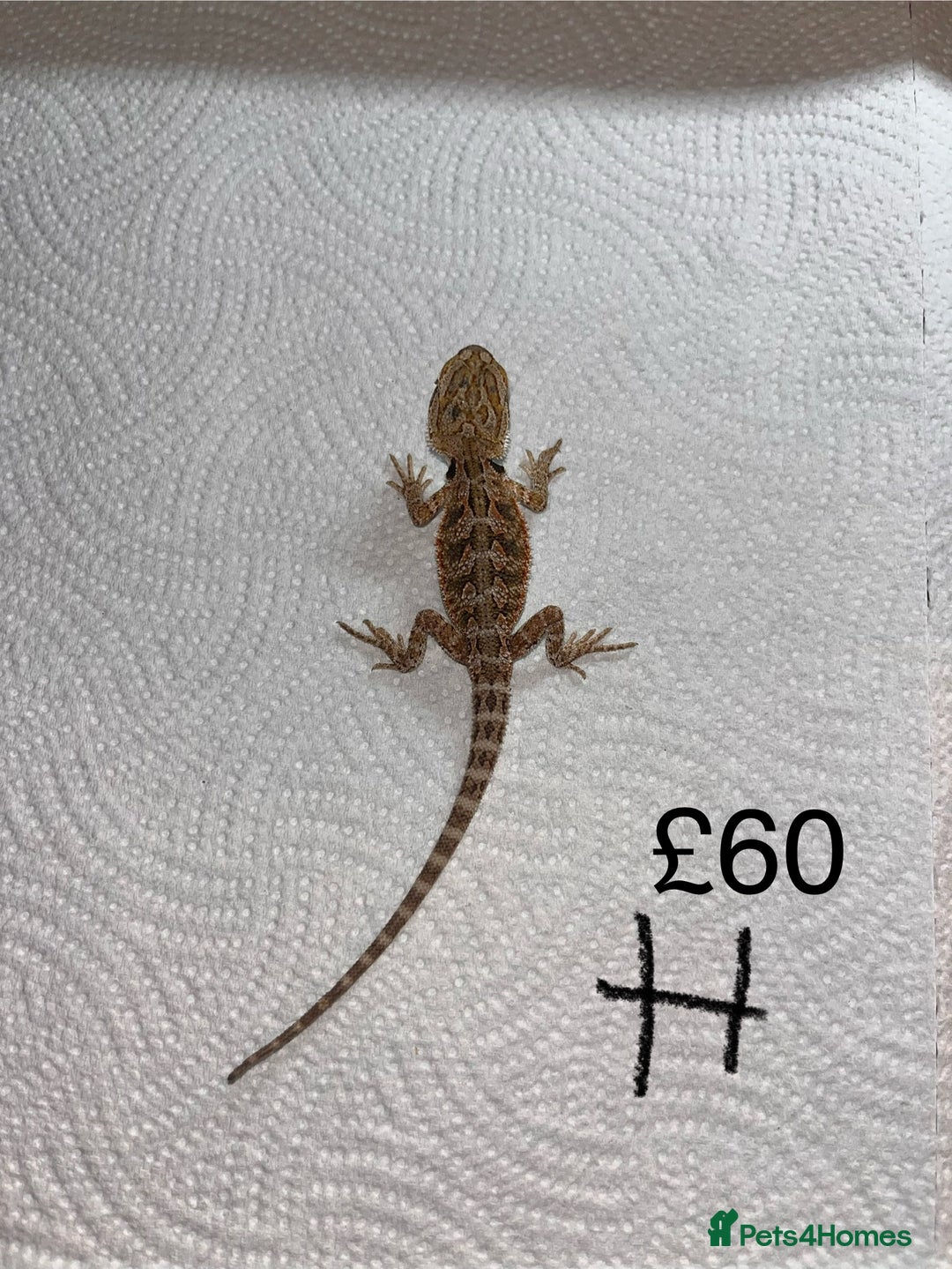 Bearded Dragon reptiles for sale: Various Baby Bearded Dragons For Sale - Advert 16