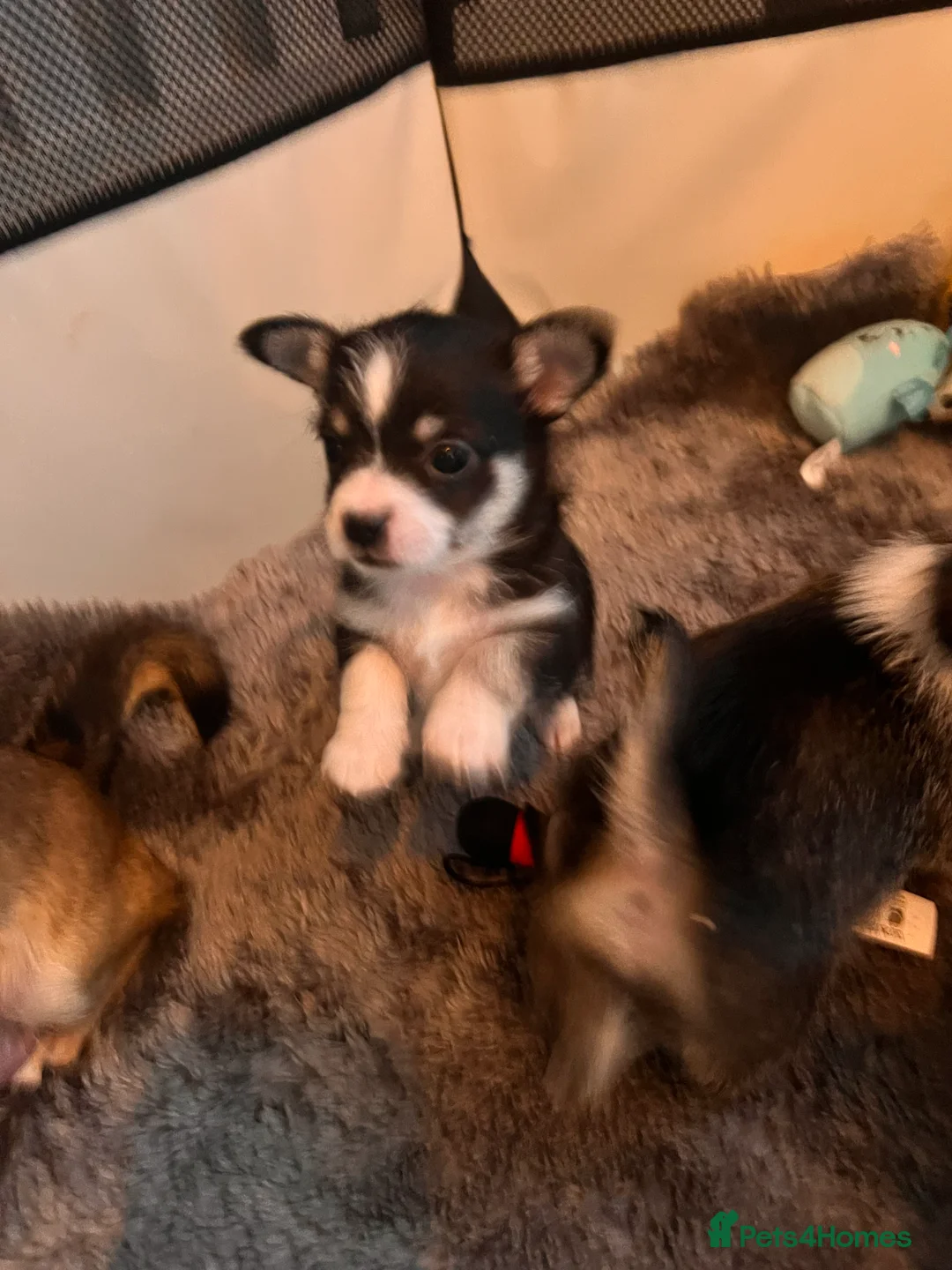 Mixed Breed dogs for sale: Adorable Malchi puppies available 🐶 - Advert 9