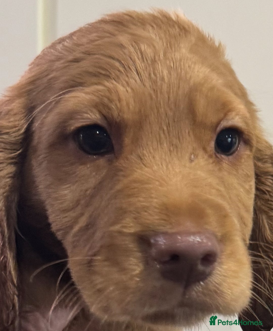 Mixed Breed dogs for sale: ‘CockerDoodles’ health-checked healthy chunky pups - Advert 15