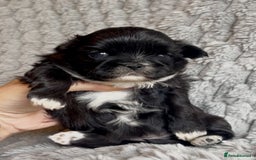 Shih Tzu dogs for sale: ✨Stunning Imperial puppies ✨ - Image 14