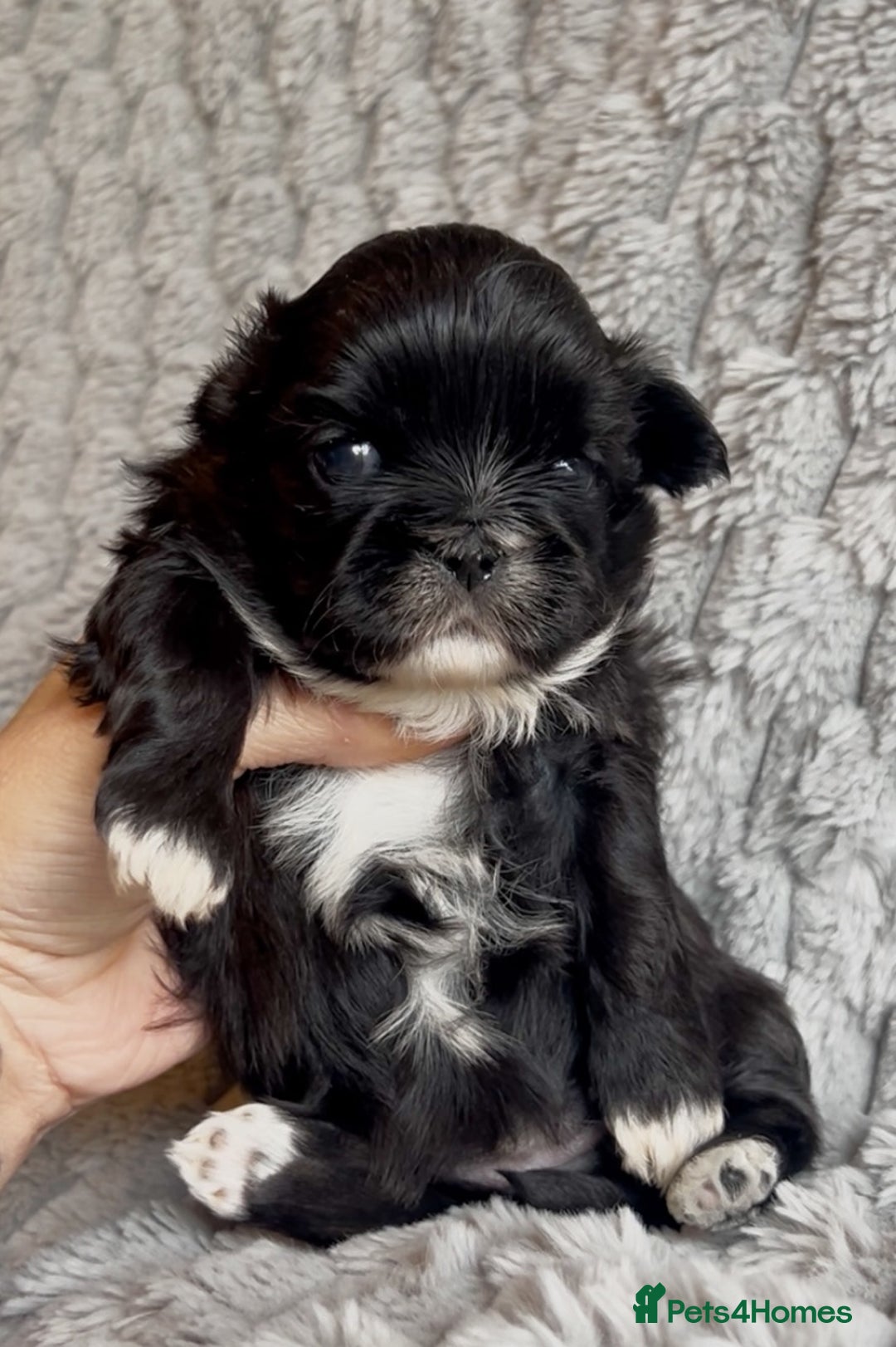 Shih Tzu dogs for sale: ✨Stunning Imperial puppies ✨ - Image 14