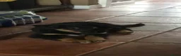Border Collie dogs for sale: TWO ADORABLE BORDER COLLIE PUPPIES  - Advert 4