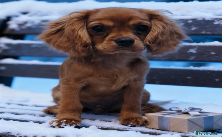 Cavalier King Charles Spaniel dogs KC REG Health tested parents 💙🩵 - Advert 4