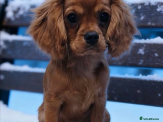 Cavalier King Charles Spaniel dogs KC REG Health tested parents 💙🩵 - Advert 9