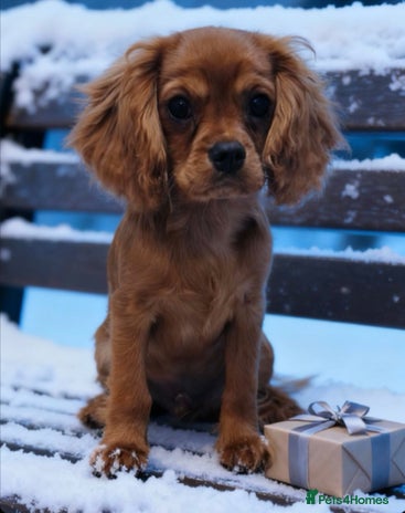 Cavalier King Charles Spaniel dogs KC REG Health tested parents 💙🩵 - Advert 4