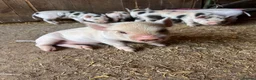 Pig livestock for sale: Gorgeous friendly mini pigs  - Advert 3