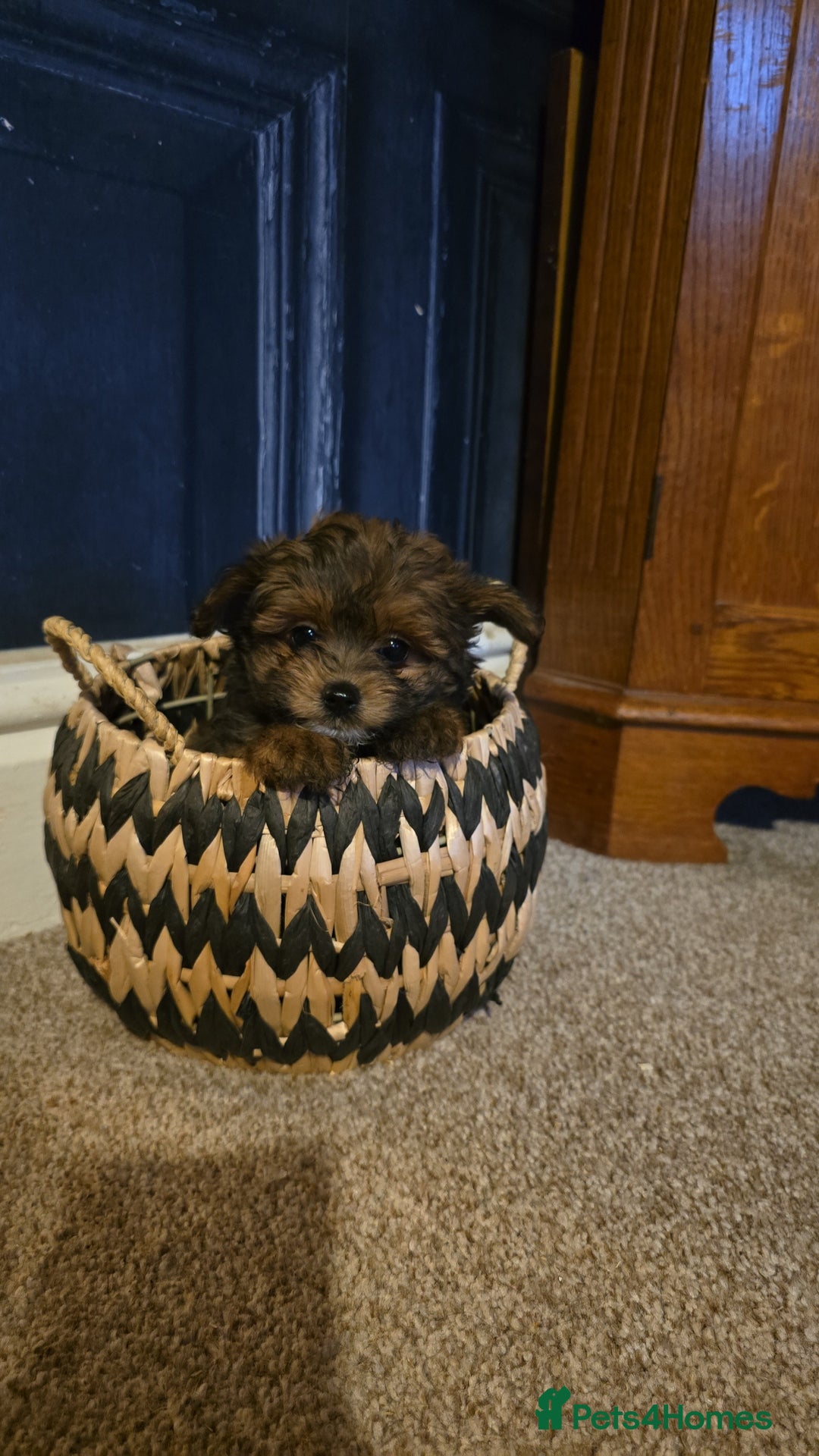 Pomapoo dogs for sale: POCKET SIZED POMAPOOS ~ READY NOW - Image 19