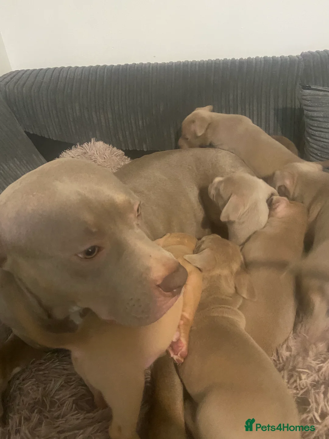 Staffordshire Bull Terrier dogs for sale: Blue merla - Advert 14