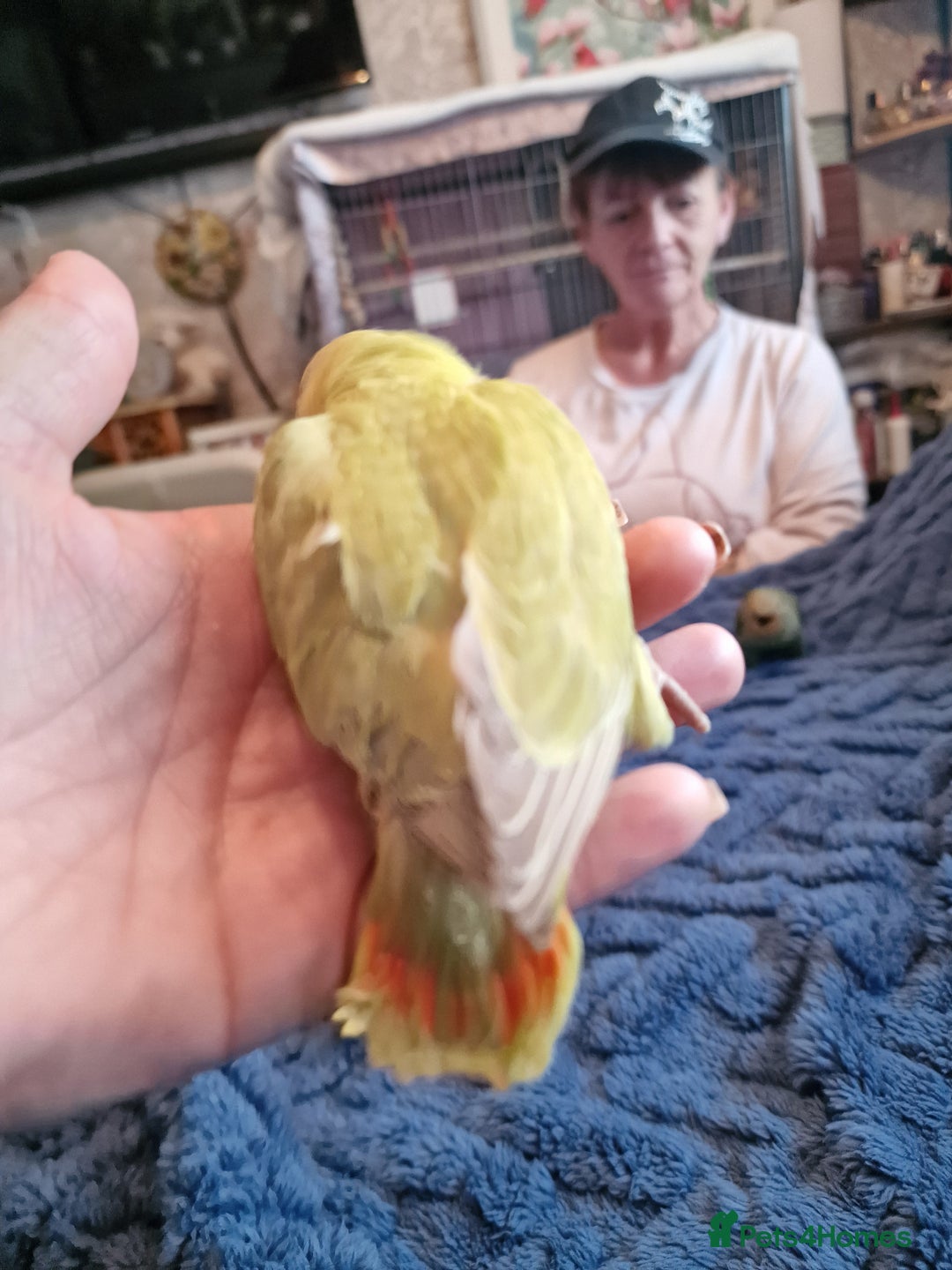 Lovebirds birds for sale: Hand Reared Peach Faced Lovebird Babies - Image 8