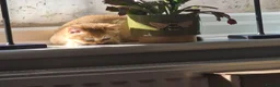 British Shorthair cats for sale: Stunning British Shorthair Golden Chinchilla - Advert 9