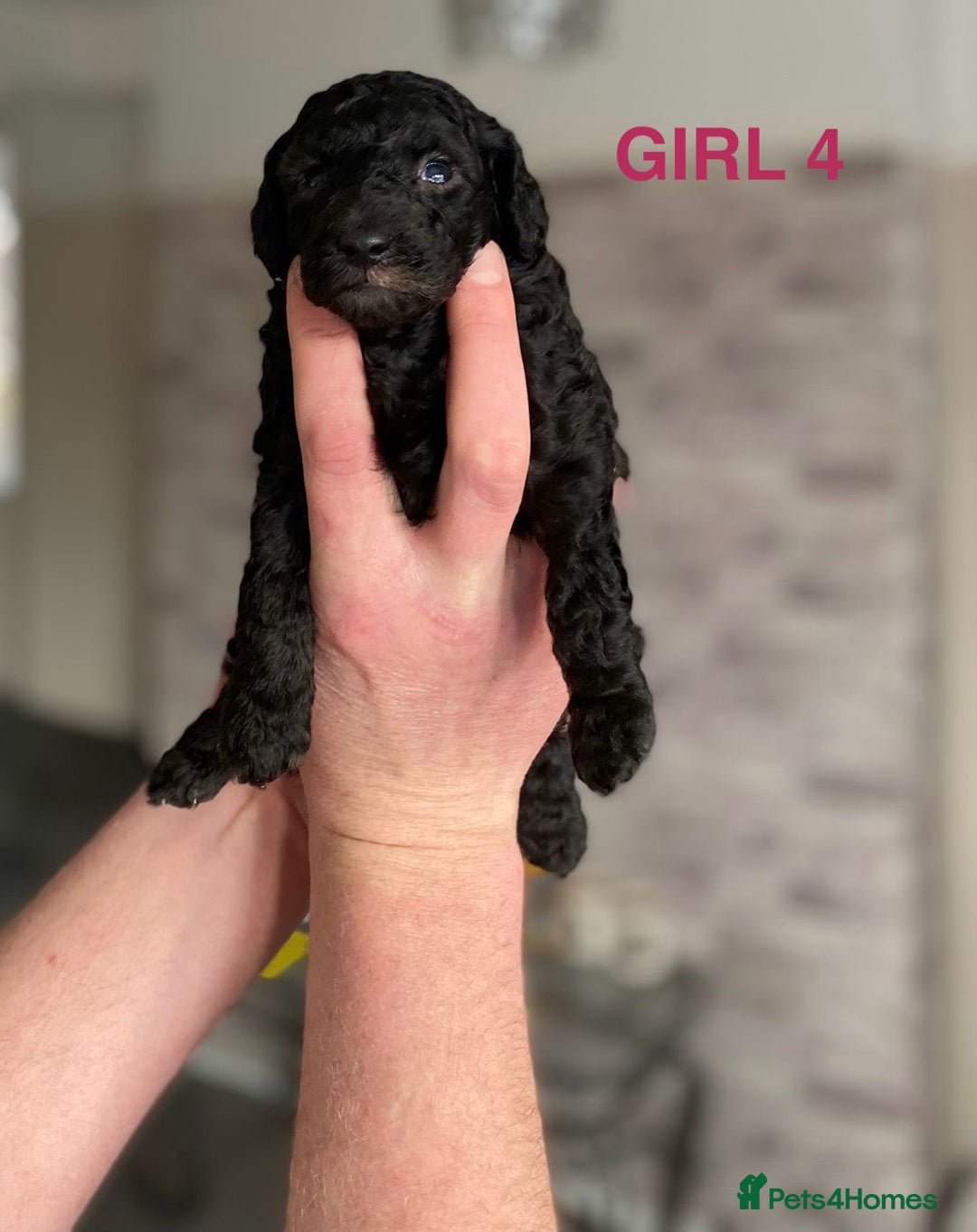 Cockapoo dogs for sale: F1b Cockapoo Puppies  - Advert 11