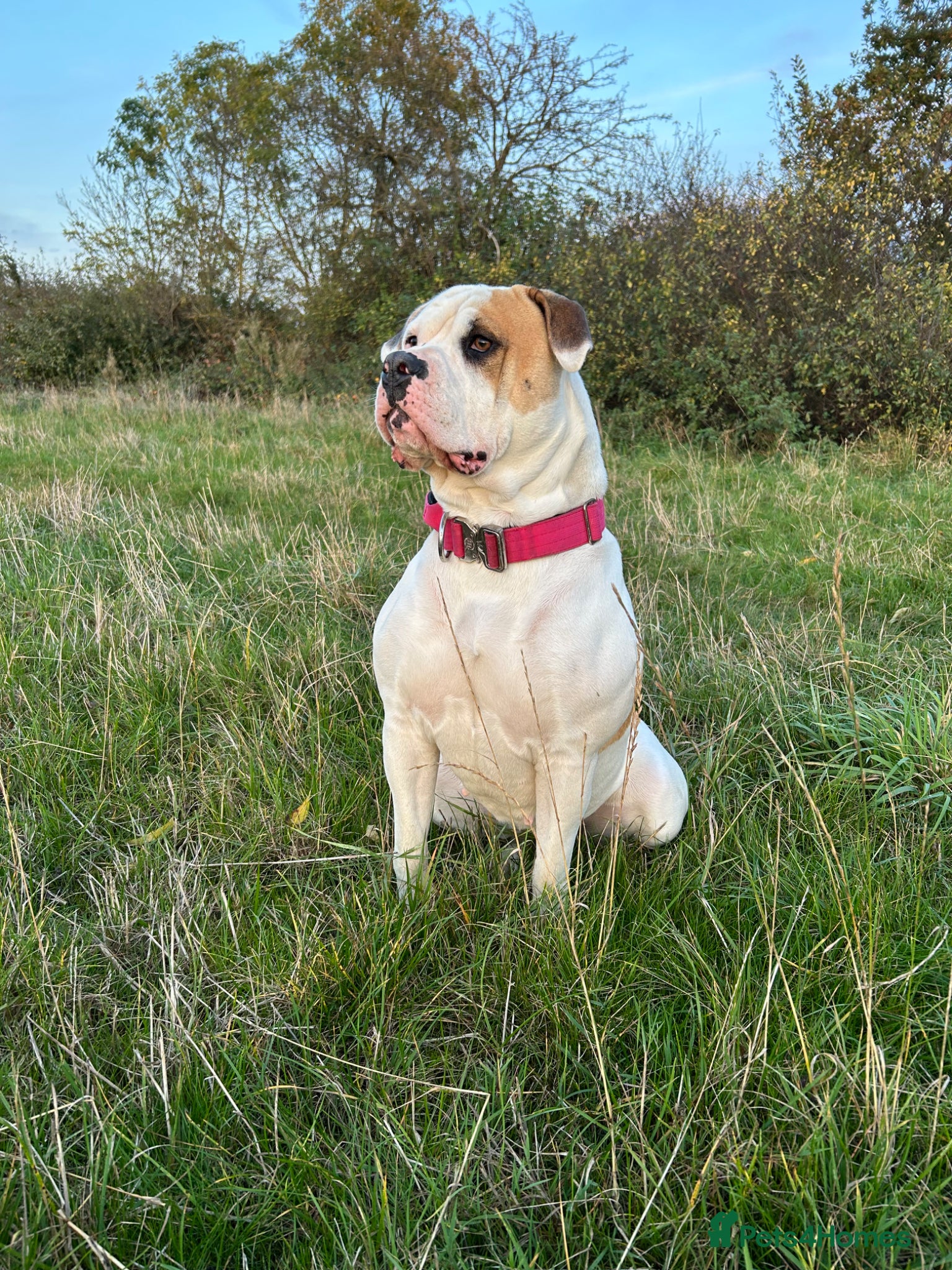 American Bulldog dogs for sale: American bulldog Scott type female 3 years old - Advert 10