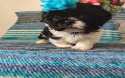 Shih Tzu dogs for sale: Shih Tzu puppies 1 boy available Redy Now!!! - Image 8