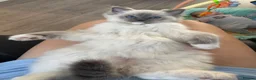 Ragdoll cats for sale: Male blue point mitted ragdoll kitten 10 weeks old - Advert 4