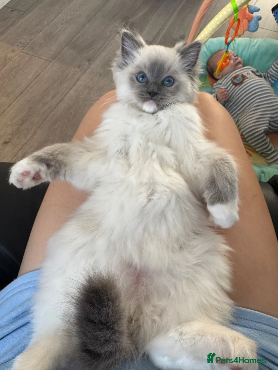 Ragdoll cats for sale: Male blue point mitted ragdoll kitten 10 weeks old - Advert 4