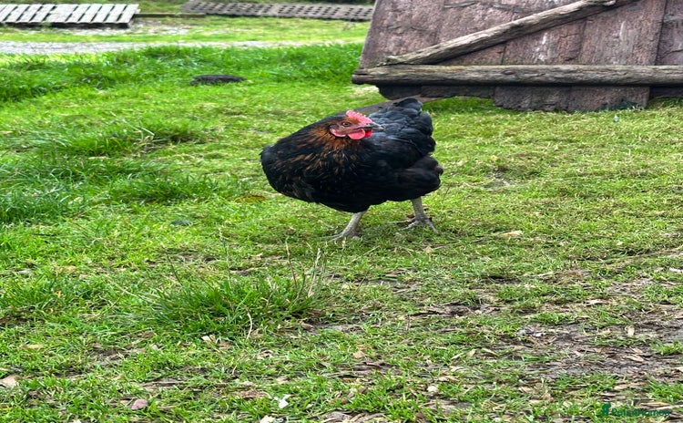 Chickens poultry - Advert 1