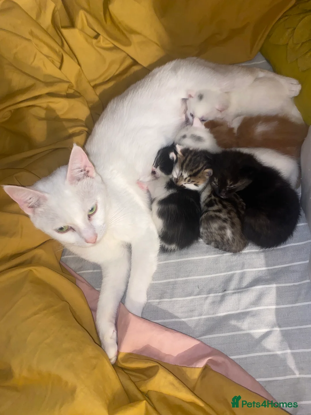 Domestic Shorthair cats for sale: 2 male/4 female lovely kittens  - Advert 2