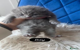 British Shorthair cats for sale: 🧸✨6 Chunky British Shorthair Kittens For Sale✨🧸 - Advert 16