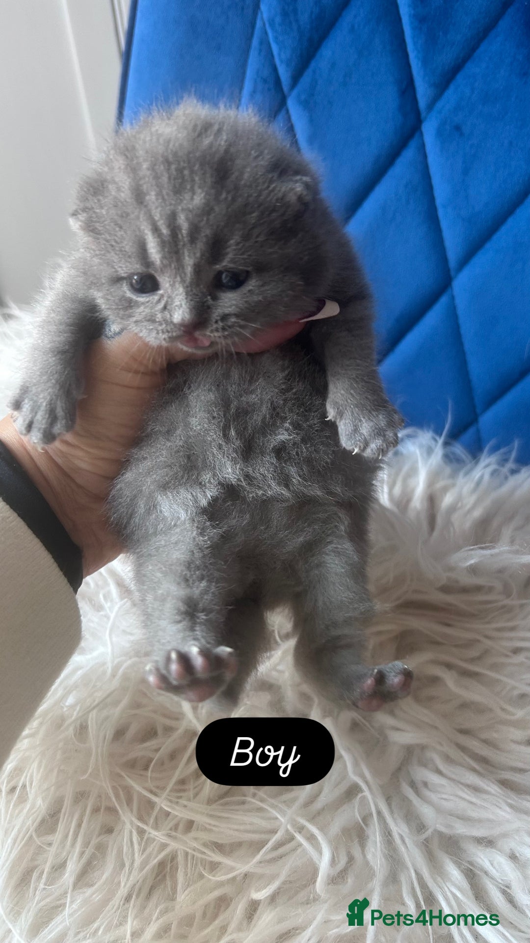 British Shorthair cats for sale: 🧸✨6 Chunky British Shorthair Kittens For Sale✨🧸 - Advert 16
