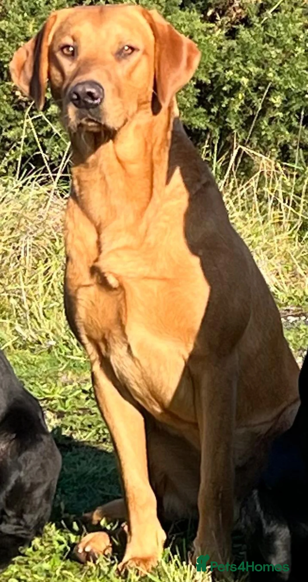 Labrador Retriever dogs for stud: EXTENSIVELY HEALTH TESTED FOX RED LABRADOR AT STUD in Petworth - Advert 12