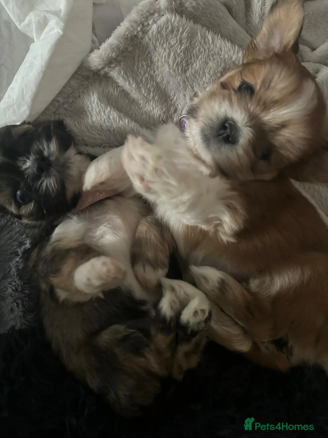 Lhasa Apso dogs for stud: Gorgeous proven pedigree Lhasa Apso for stud in Pontefract - Advert 24
