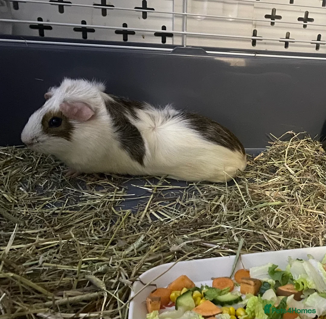 Guinea Pig rodents for sale: Abyssinian male guinea pig - Advert 6