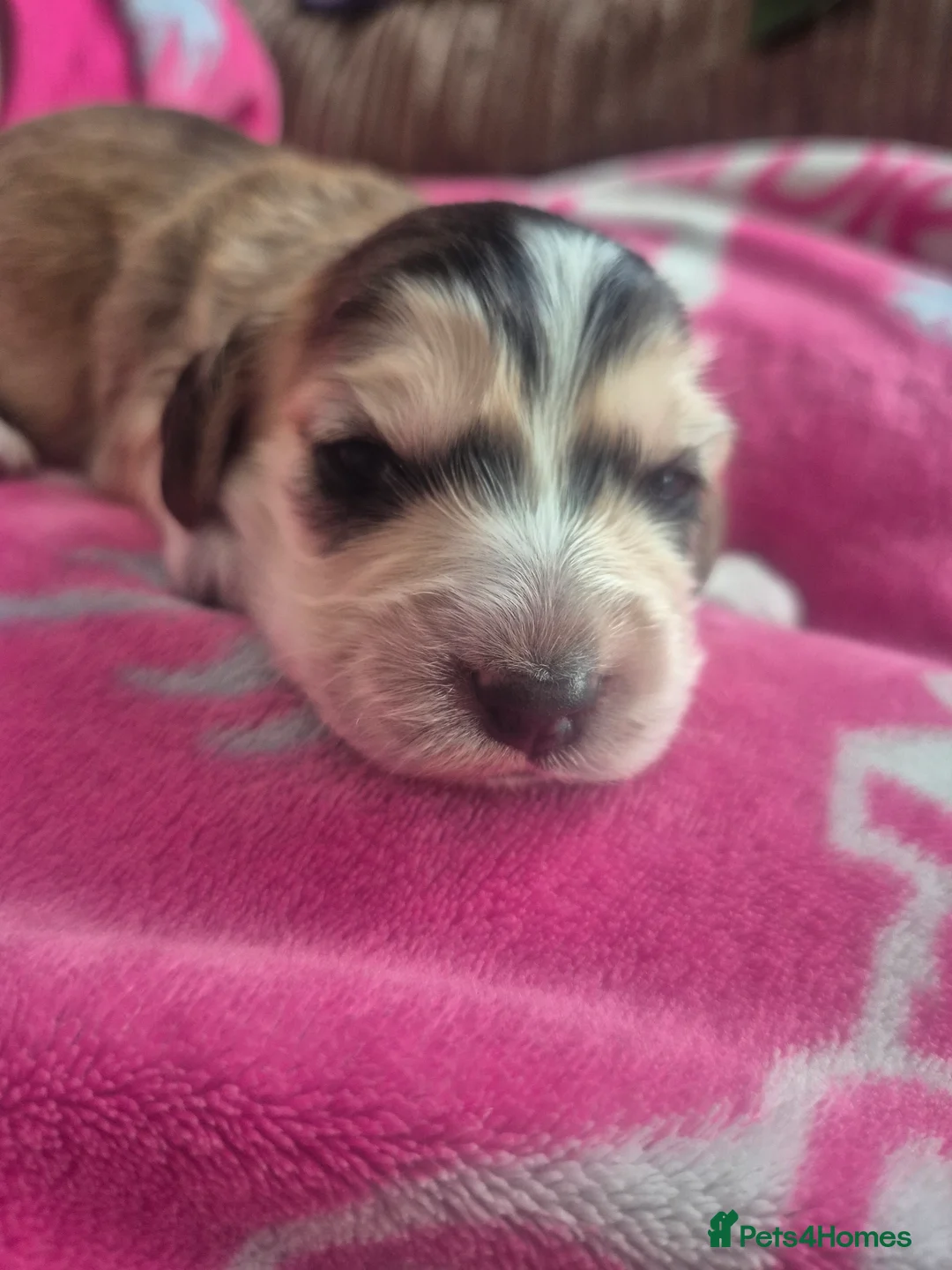 Cockapoo dogs for sale: Beautiful cockapoo puppies - Advert 20