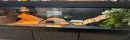 Bearded Dragon reptiles for sale: Bearded dragon (Falkhor) + full set up in Thatcham - Advert 9