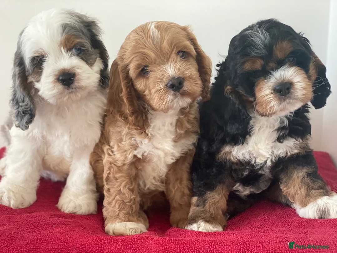 Cockapoo dogs for stud: Unique f3 American cockapoo stud  in Aberdeen - Advert 10
