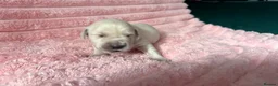 Golden Retriever dogs for sale: Gorgeous Golden Retriever Puppies For Sale - Advert 12