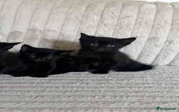 Mixed Breed cats for sale: 2 black kittens  - Image 2