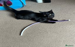 British Shorthair cats for sale: Male kitten FREE  - Image 1
