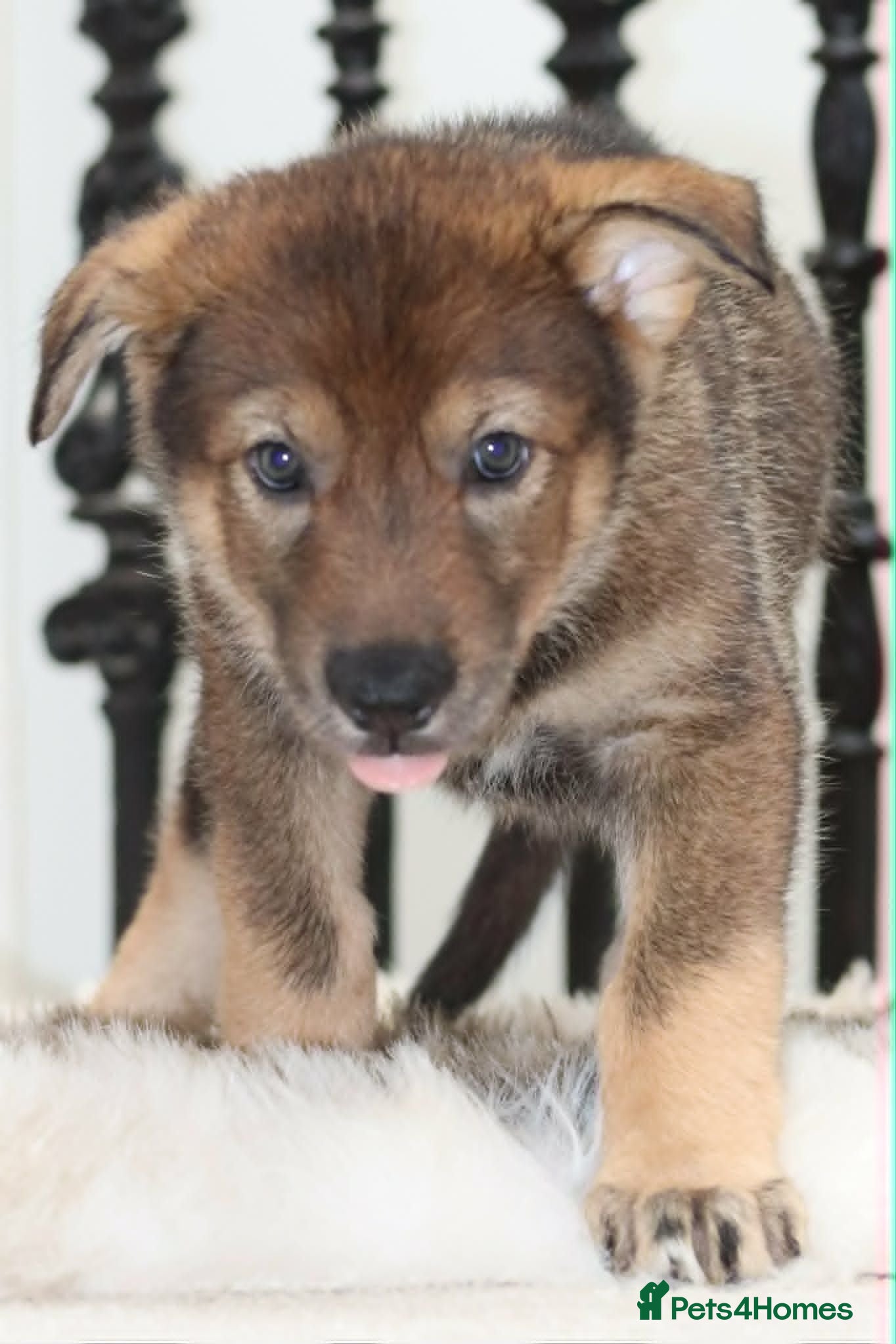 Saarloos Wolfdog dogs Timber Dog puppies - Advert 1
