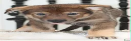 Saarloos Wolfdog dogs for sale: Timber Dog puppies - Advert 7