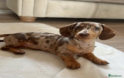 Miniature Dachshund dogs for sale: Beautiful miniature dachshund puppy - Image 10